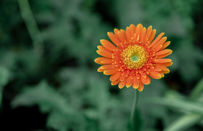 Close-up of orange flower