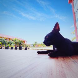 View of a dog looking away against sky