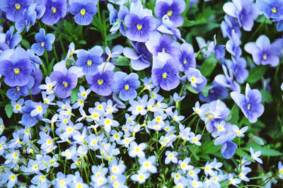 Close-up of purple flowers blooming outdoors