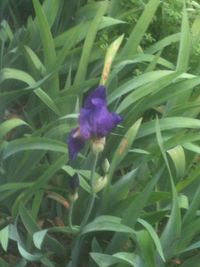 Close-up of purple flowers blooming in park