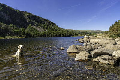 View of dog on rock against sky