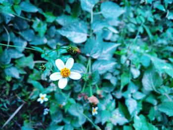 High angle view of white flowering plant