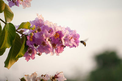 Close-up of bee on pink flower against clear sky