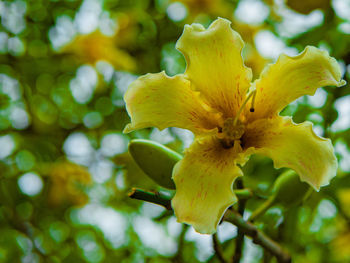 Close-up of yellow flower