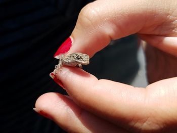 Close-up of a hand holding insect