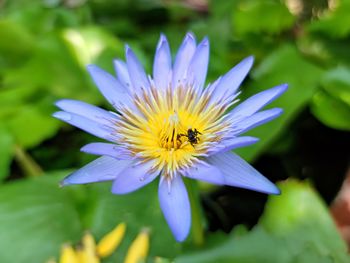 Close-up of insect on purple flower