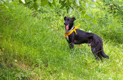 Black dog on grassy field