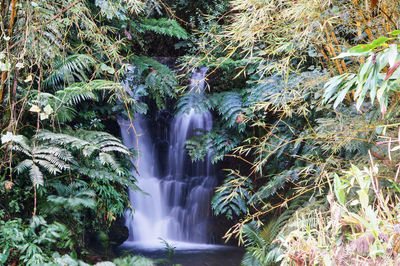 Scenic view of waterfall in forest