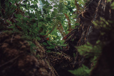 Close-up of tree trunk in forest