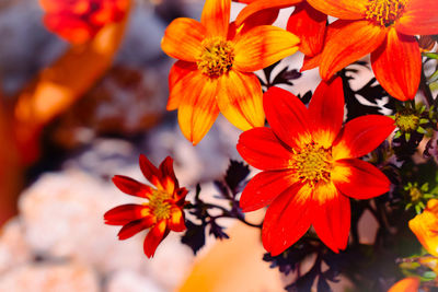 Close-up of orange flowering plants