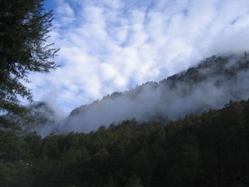 Scenic view of forest