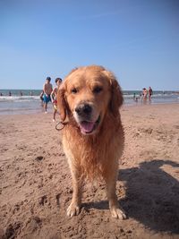 Full length of a dog on beach