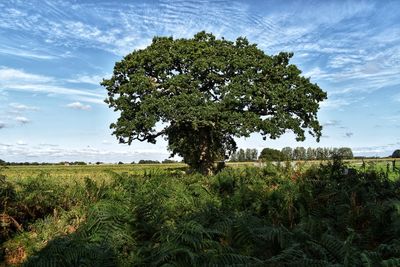 Tree on field against sky