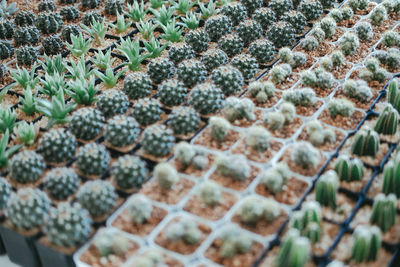 Full frame shot of succulent plant