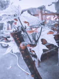 Close-up of snow on rusty metal