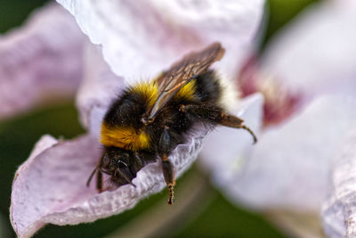 Close-up of bee pollinating on flower