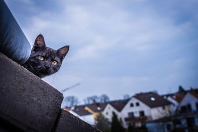 Low angle view of cat against sky