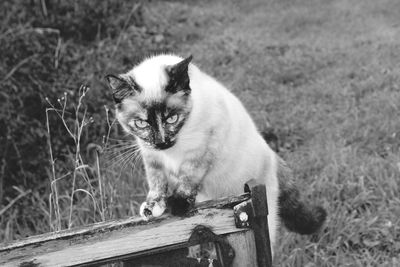 Portrait of cat sitting on grass