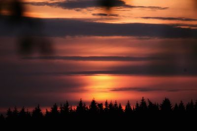 Silhouette of trees during sunset