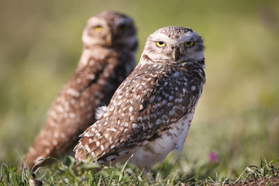 Close-up portrait of burrowing owl on field