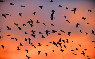 Low angle view of silhouette birds flying against sky