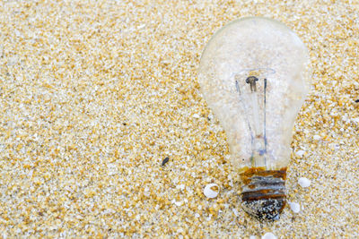 Close-up of stone on beach