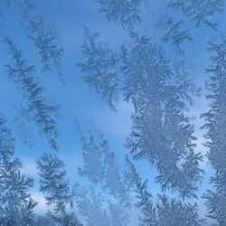 Low angle view of snow covered pine trees against sky