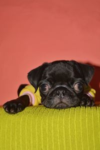 Close-up portrait of a dog