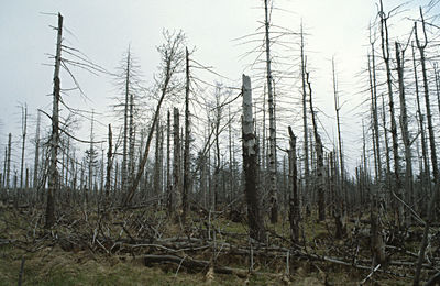 Trees in forest against sky