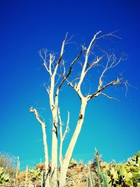 Low angle view of tree against blue sky