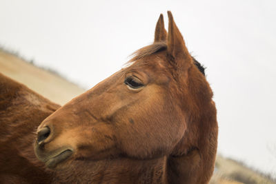 Close-up of a goat