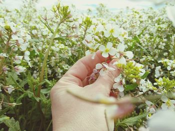 Close-up of hand holding flowering plant