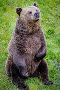  brown bear sitting in the grass