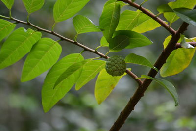 Close-up of fruit growing on tree