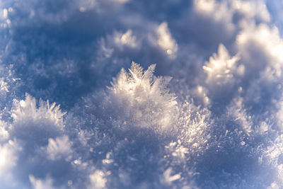 Close-up of frozen plant against sky