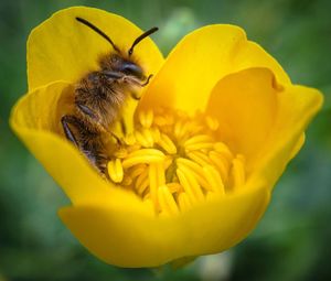 Detail shot of bumble bee on flower