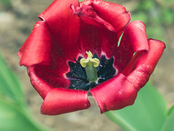 Close-up of red rose flower