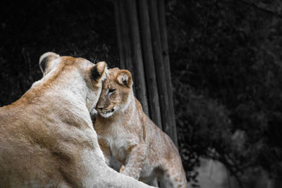 View of two cats