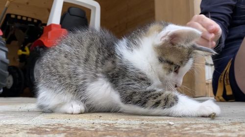 Close-up of kitten playing on street