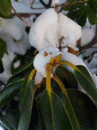 Close-up of white flowers