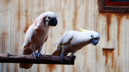 Close-up of birds perching on wood