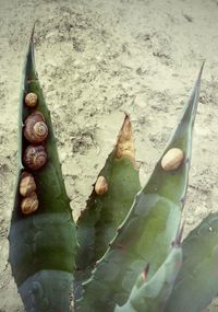 Close-up of leaves