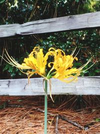 Close-up of yellow flower