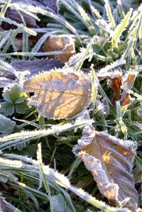 High angle view of frozen plant on field during winter