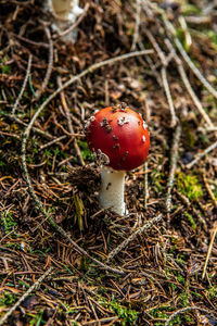 Close-up of fly agaric mushroom on field