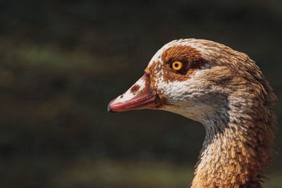 Close-up of a bird looking away