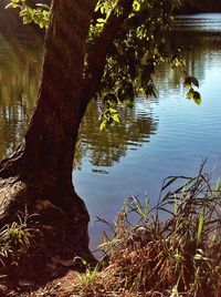 Reflection of trees in lake