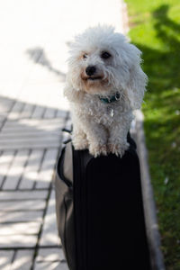 Portrait of dog looking away outdoors