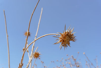 Close-up of flowers against clear blue sky