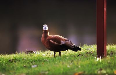 bird